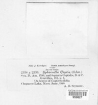 Mycosphaerella coptis image